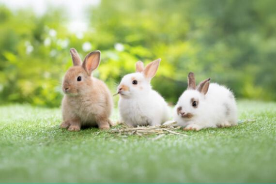 Promo grid image: Small Animals